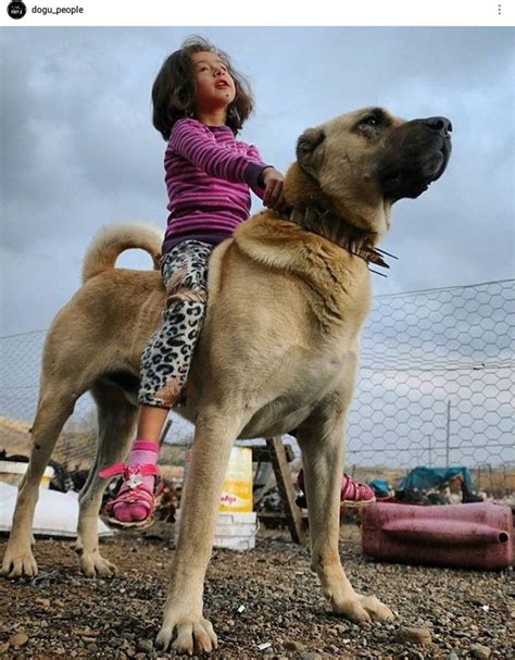 Kangal Kangal Köpeği Köpek Türleri Akbaş