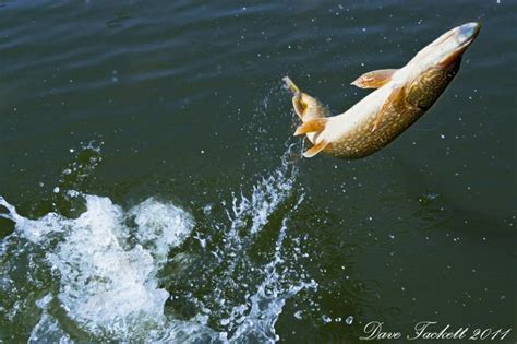 Pin Oleh Todd Konitzer Di Pike Musky Ikan Berenang