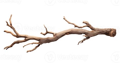 Dry Wood Branch Isolated On Transparent Background Ai Generated