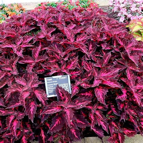 Coleus Stained Glassworks Royalty Dobies