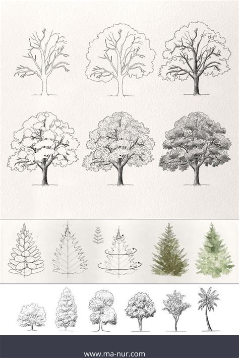 Trees Drawing Tutorials | Trees drawing tutorial, Tree drawing, Tree ...