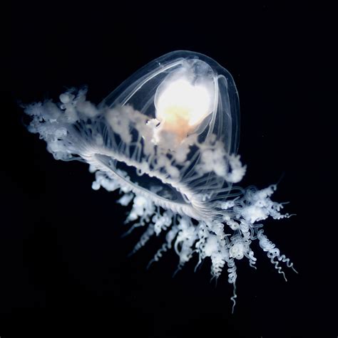 Immortal jellyfish | Life Cycle, Habitat, Size, & Facts | Britannica