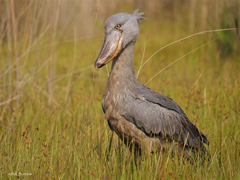 Shoebills (Family Balaenicipitidae) · iNaturalist