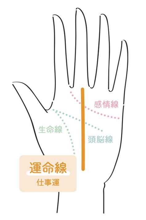 はじめての手相占い｜手相でみる金運と仕事運！あなたの「転職時期」はいつ？ Cocoloni占い館 Sun