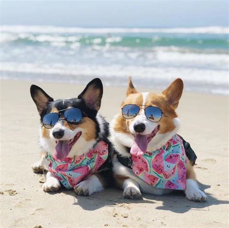 The Coolest Corgis On The Beach Find Me A More Iconic Duo Corgi