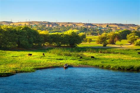 Vacas pastando nas margens do nilo paisagem magnífica pôr do sol aswan