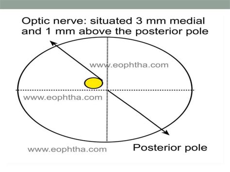 Anatomy of sclera