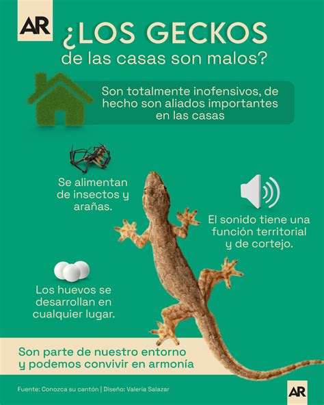 La Lagartija Que Vive En Mi Casa Son Buenos O Malos Los Geckos