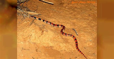 Serpiente coral venenosa muerde a un estudiante en Florida