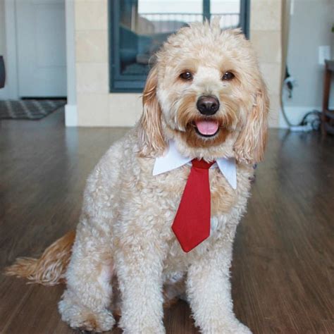 Red Tie For Pets Dog Necktie Collar Dog Formal Tuxedo Collar Dog