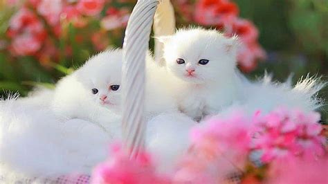 217 Hd Wallpaper Of White Cat For FREE - MyWeb