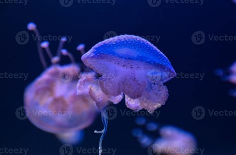 Beautiful jellyfish close up 22120805 Stock Photo at Vecteezy