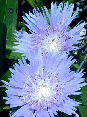 Stokesia lae. 'Blue Danube' Stokes' Aster from Babikow