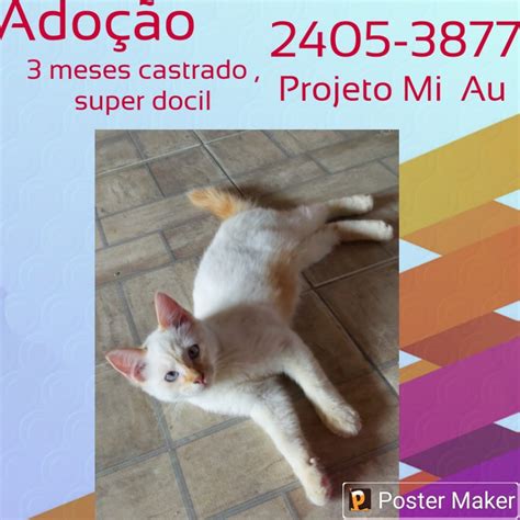 Adote Um Gatinho Ong Projeto Miau