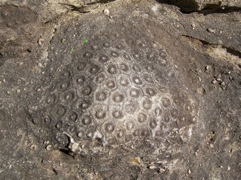 Devonian Fossil Gorge Coralville Iowa Hexagonaria Coral Sara