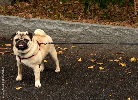 Park Pug Stock Photo | Adobe Stock