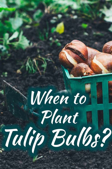 Planting Tulip Bulbs Zone 8a - Mbi Garden Plant