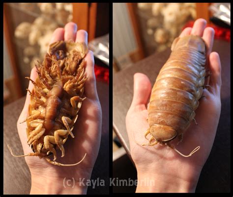 Giant Isopods As Pets