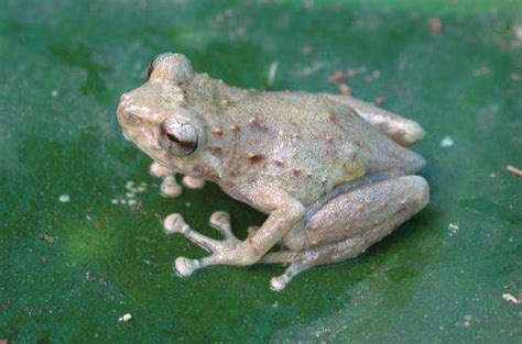 Three New Species Of Tiny Frogs From The Remarkable Region Of Papua New