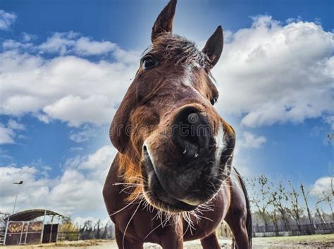 Horse Head Close-up with Funny Face Stock Photo - Image of looking ...