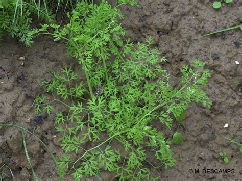 Fumeterre Officinale Fumaria Officinalis Papaveraceae