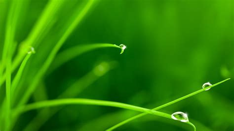 Grass, drops, dew, green wallpaper | colorful | Wallpaper Better