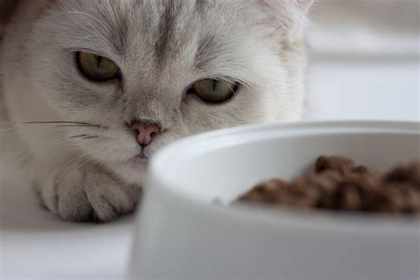 Cat Wont Eat 7 Reasons Why And How To Help Vetstreet Vetstreet