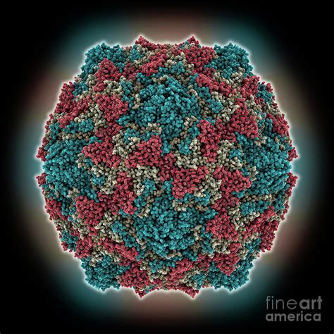 Coxsackievirus B Capsid Photograph By Laguna Design Science Photo