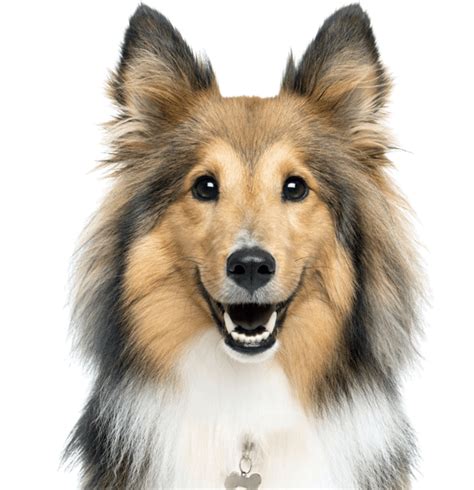 Toy Sheltie Rescue | Wow Blog