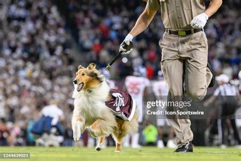 Aggie Mascot Photos and Premium High Res Pictures - Getty Images