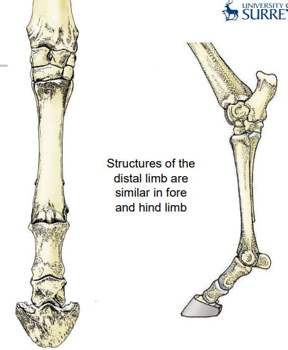 Equine Distal Limb Flashcards Quizlet