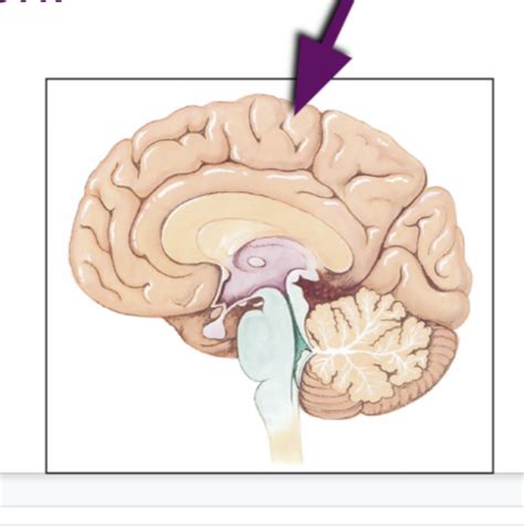 Nervous System Brain Anatomy Flashcards Quizlet