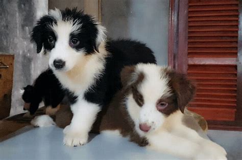 Two Black And White Puppies Sitting Next To Each Other On Top Of A Table