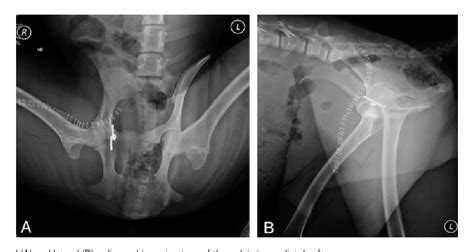 Figure 2 From Toggle Pin Technique For Management Of Coxofemoral