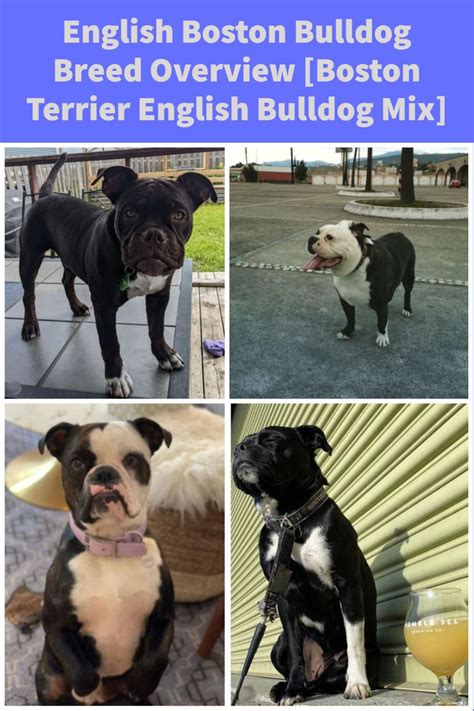 English Boston Bulldog Breed Overview [Boston Terrier English Bulldog ...