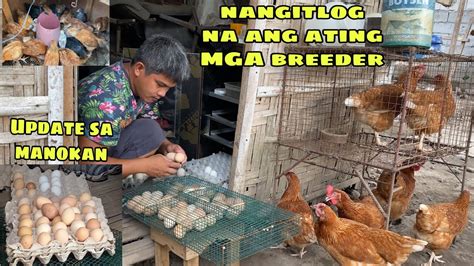 NANGITLOG NA ANG ATING MGA BREEDER UPDATE SA MANOKAN LUMALAKI NA