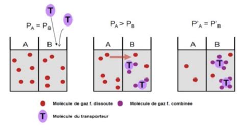 Cours Transport Des Gazs Dans Le Sang Rapport Ventilation