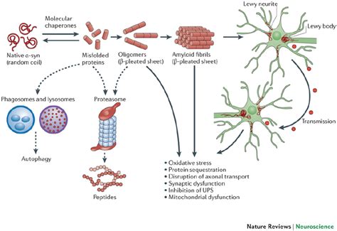 Hypothetical Model Of Synuclein Toxicity And Spread Of Pathology In