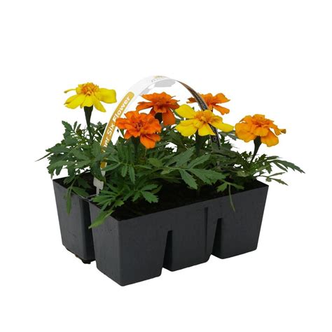 Super Six Marigold Dwarf Pack Of 6 Mix Mitre10