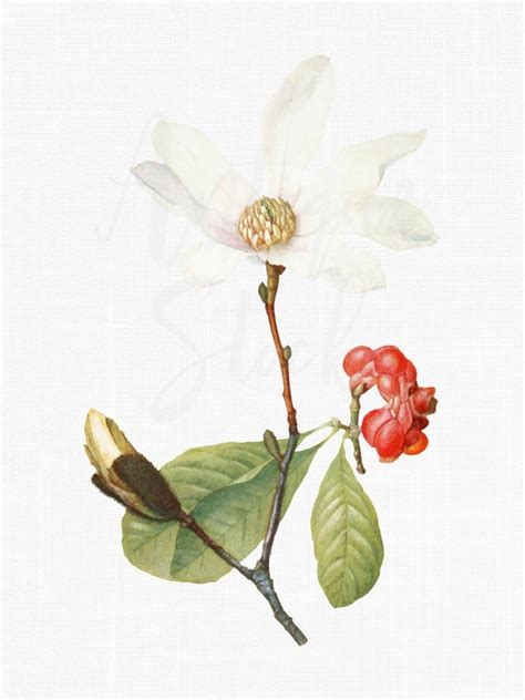 White Magnolia Flower Clipart Image magnolia Kobus | Etsy