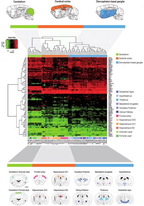 Unsupervised Heatmap Clustering Of A Genome Wide Promoter Dna