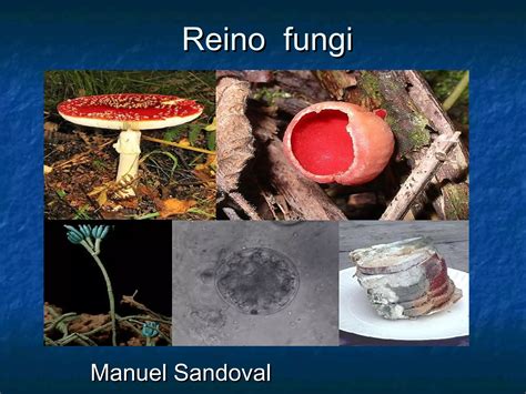 Reino Fungi 02 Ppt