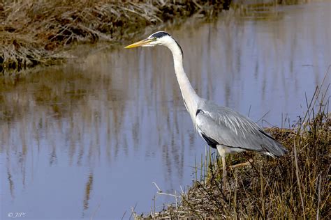 Heron Cendré Img5044m2 Héron Cendré Ardea Cinerea Grey Jean