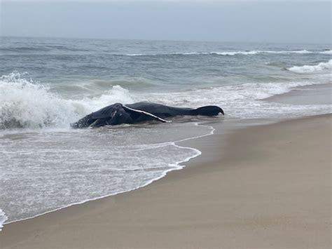 Humpback Whale Washes Up On Jersey Shore Beach