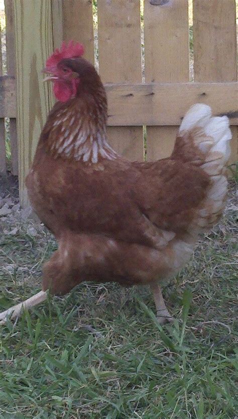 17 Best images about isa brown chickens on Pinterest | A chicken ...