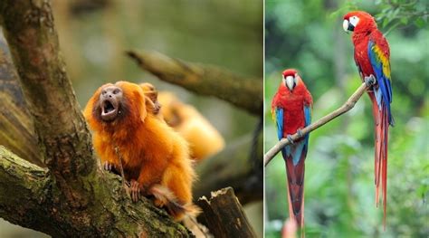 Imagens De Animais Da Floresta Amazonica