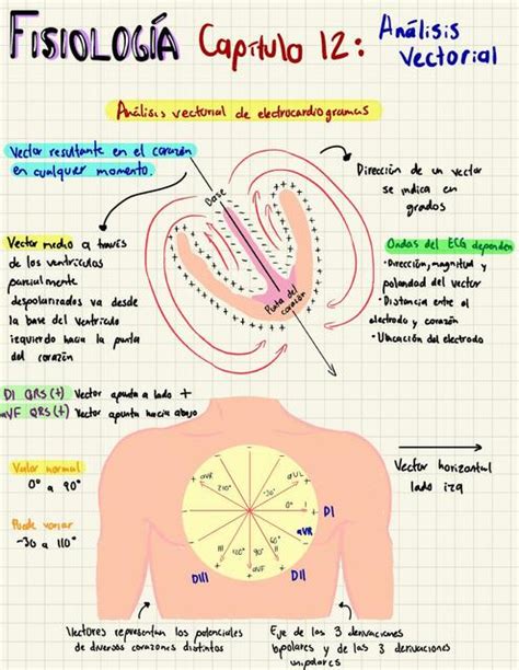 Capítulo Fisiología Guyton 12 Juan Jose uDocz