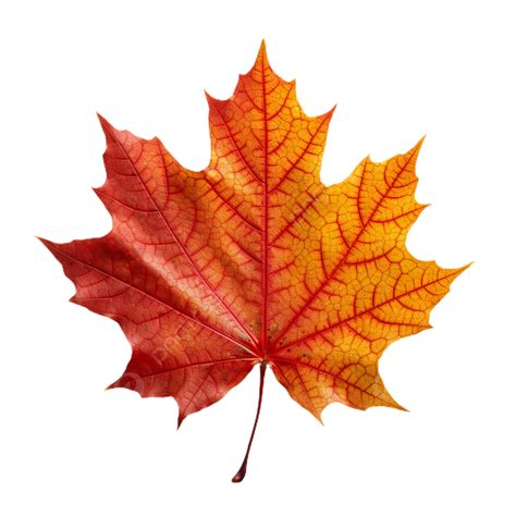 Autumn Maple Leaf Transparent Background Maple Leaf Transparent Png