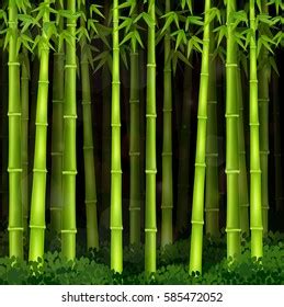 Background Bamboo Forest Night Stock Illustration 585472052 | Shutterstock