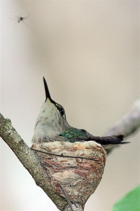 Absurd Creature Of The Week The World S Tiniest Bird Weighs Less Than